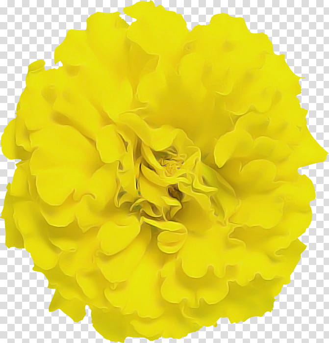 yellow flower petal tagetes plant, Cut Flowers, Pompom transparent background PNG clipart