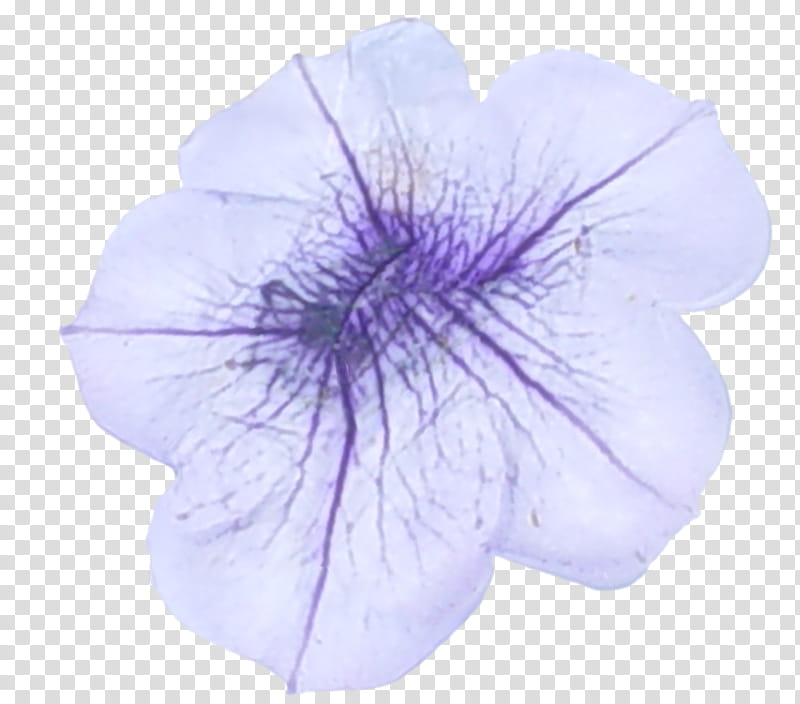Pressed Flowers s, purple and white morning glory flowers transparent background PNG clipart