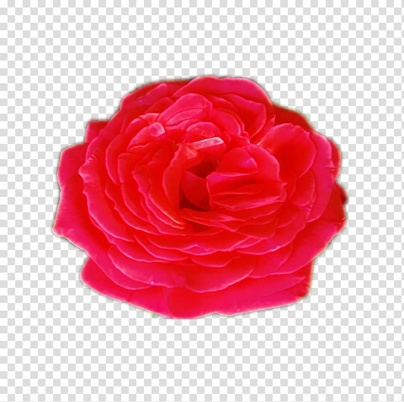 Audras get well rose in, red flower illustration transparent background PNG clipart