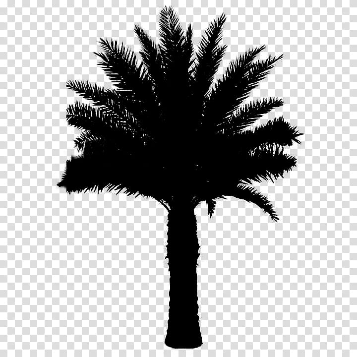 Palm Tree Silhouette, Asian Palmyra Palm, Black White M, Date Palm, Leaf, Borassus, Arecales, Woody Plant transparent background PNG clipart