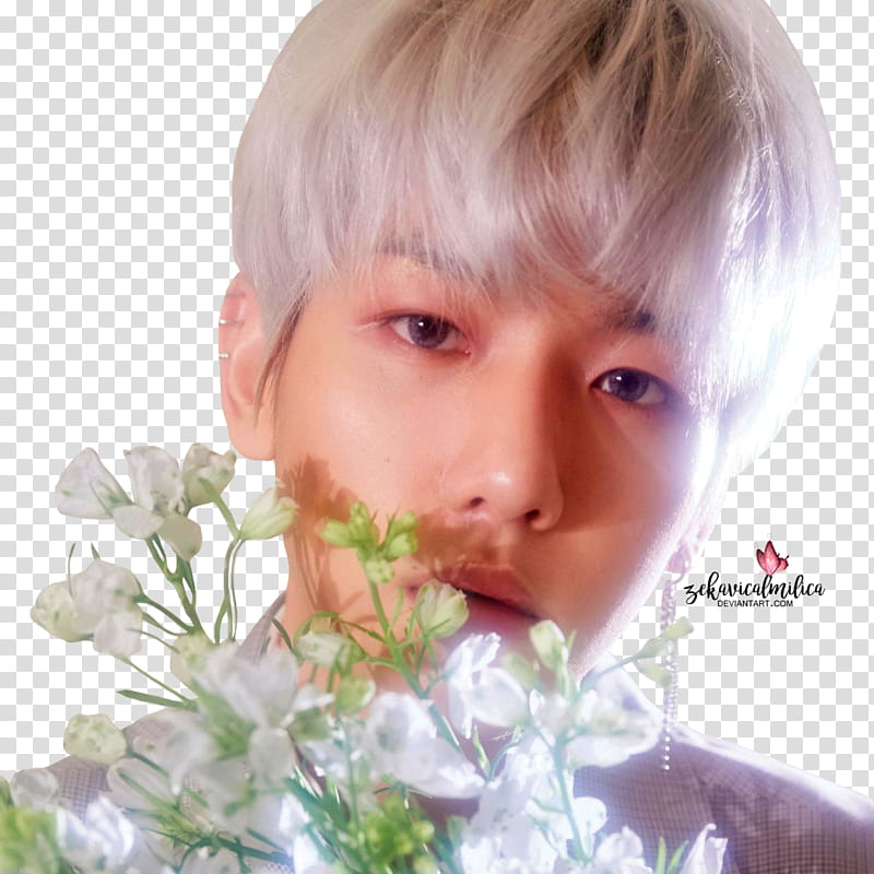 EXO CBX Baekhyun Blooming Days, man holding white flowers transparent background PNG clipart
