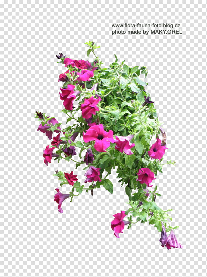 SET Petunia flower , pink flowers transparent background PNG clipart