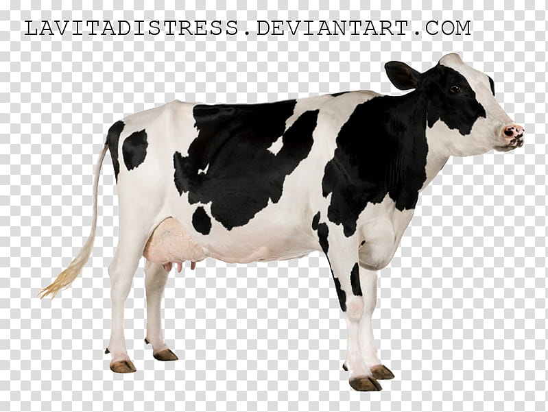 Betsy the Cow, dairy cow on transparent background PNG clipart