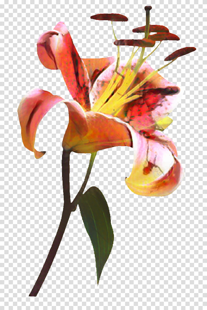 Lily Flower, Floral Design, Carnation Lily Lily Rose, Daylily, Madonna Lily, Arumlily, Cut Flowers, Plant transparent background PNG clipart