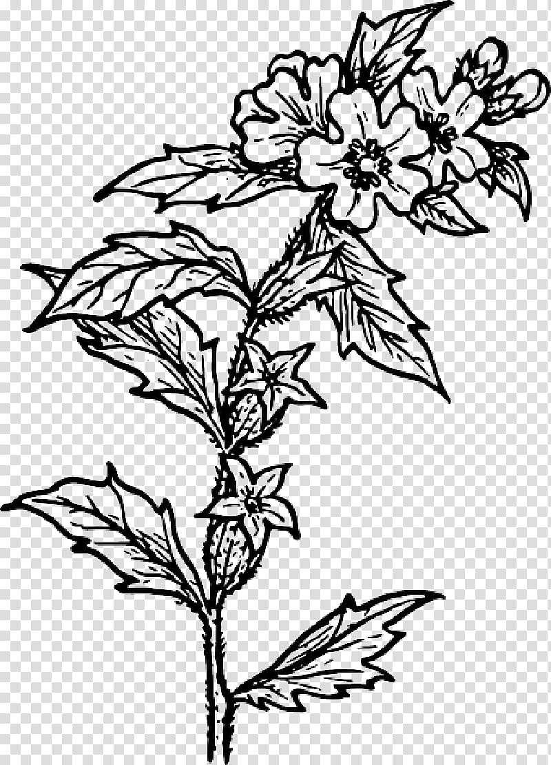 Flowers, Line Art, Drawing, Herb, Blackandwhite, Plant, Leaf, Pedicel ...