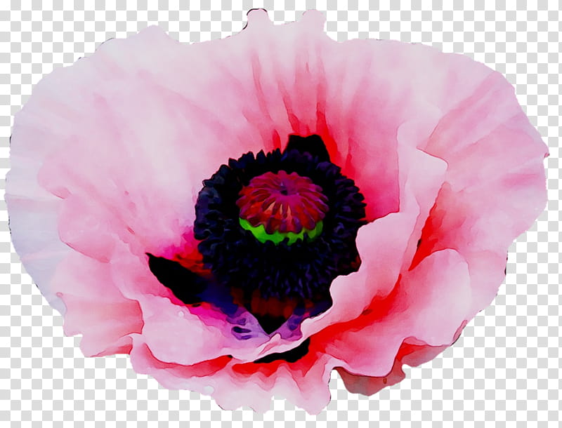 Pink Flower, Pink M, Anemone, Herbaceous Plant, Plants, Oriental Poppy, Petal, Poppy Family transparent background PNG clipart