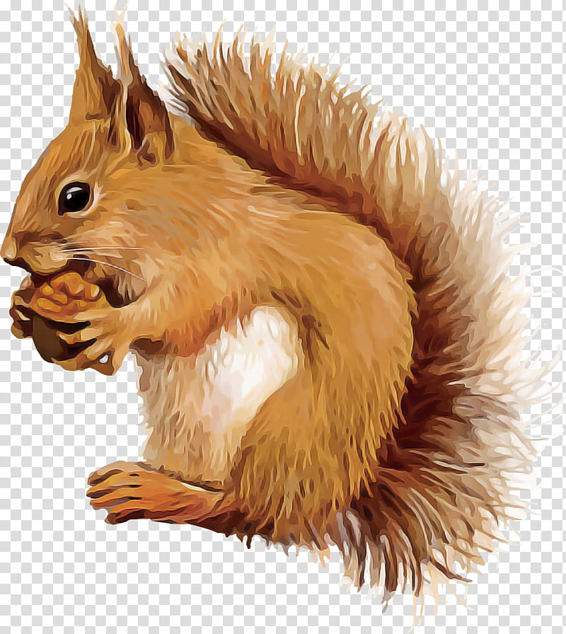 squirrel eurasian red squirrel tail fox squirrel wildlife, Fawn transparent background PNG clipart