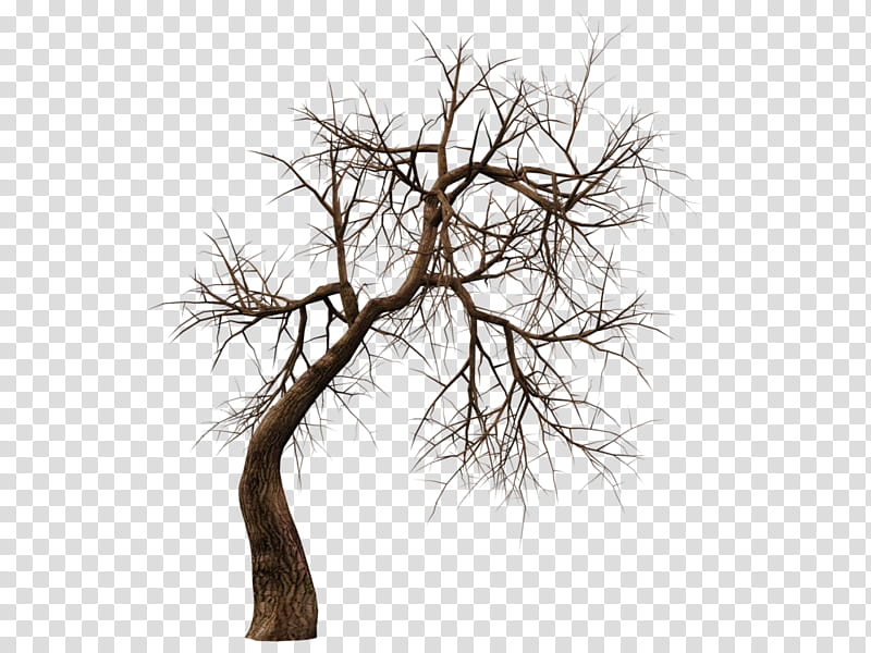 Tree Trunk Drawing, Amityville Horror, Horror Fiction, Haunted House, American Horror Story, Branch, Woody Plant, Twig transparent background PNG clipart
