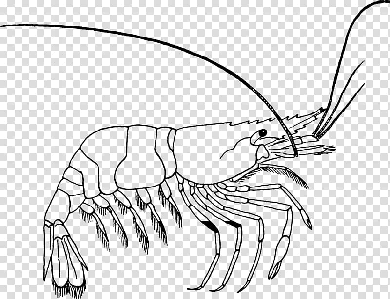 shrimp cartoon black and white