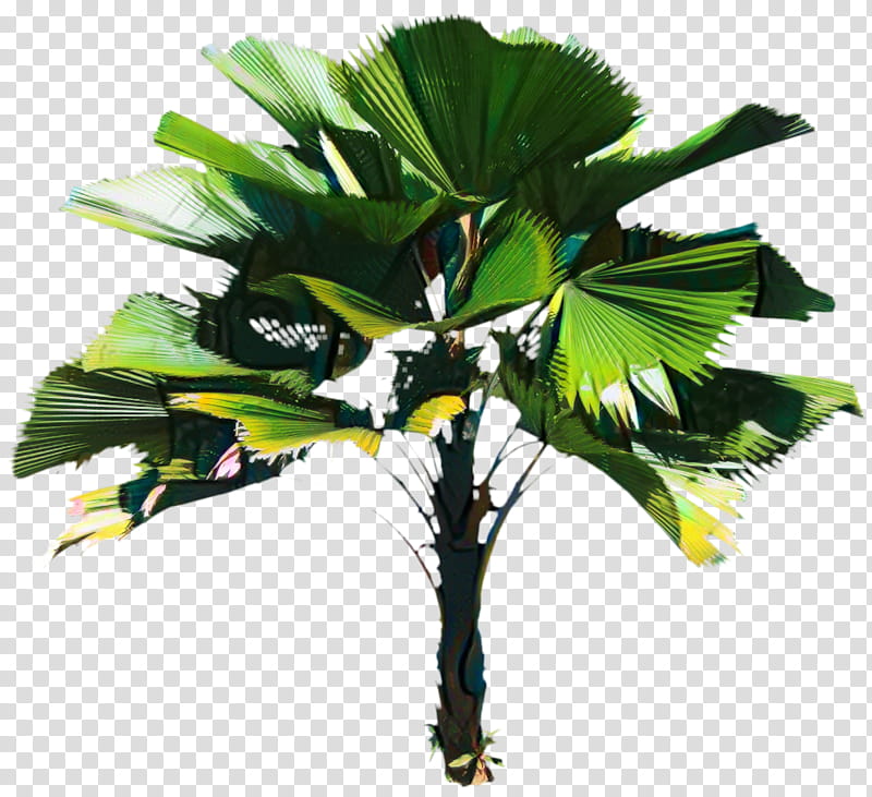 Palm Tree Leaf, Asian Palmyra Palm, Coconut, Borassus, Plant, Green, Arecales, Flower transparent background PNG clipart