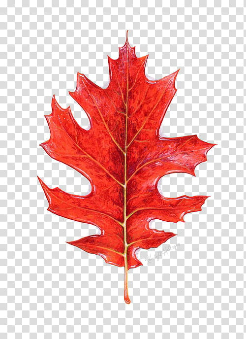 , red maple leaf illustration transparent background PNG clipart