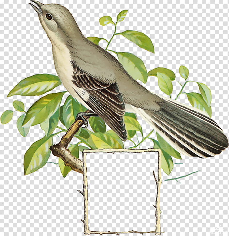 Mockingbird, Watercolor Painting, American Sparrows, Beak, Feather, Animal, Northern Mockingbird, Gray Catbird transparent background PNG clipart