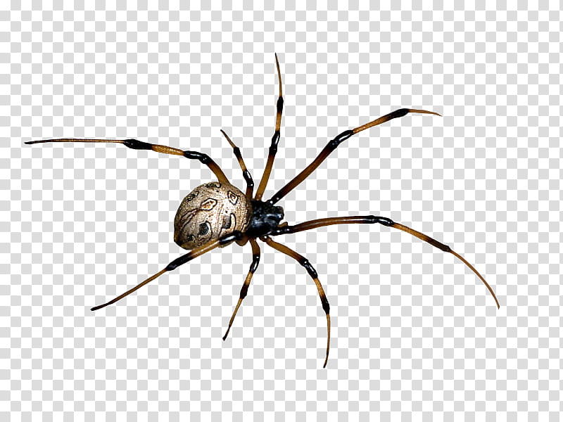 spider, gray and black spider transparent background PNG clipart