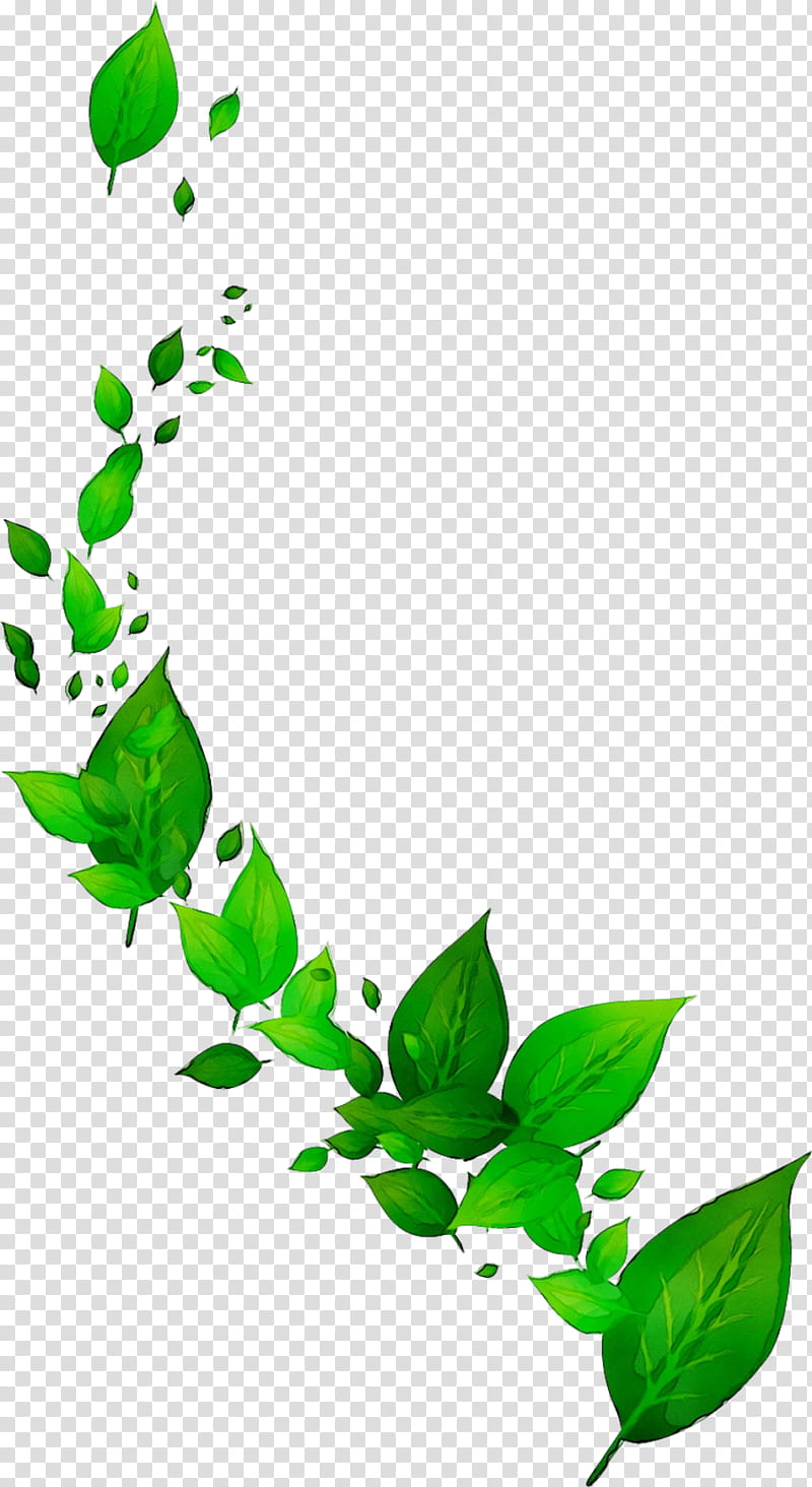 Leaf Green Tea, Branch, Social Networking Service, Green Tea Drink, Hashtag, Video, Black Tea, Plant transparent background PNG clipart