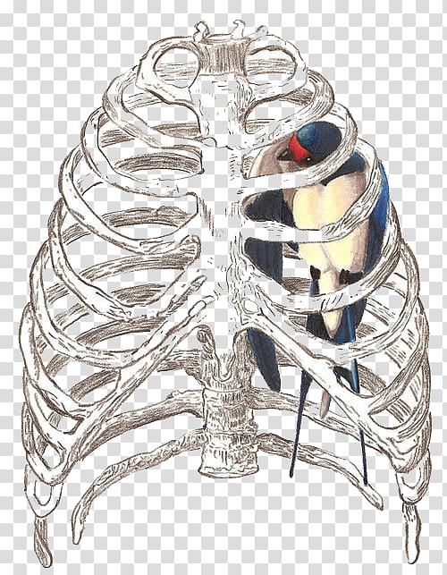 Anatomy v , blue and white bird inside human skeleton transparent background PNG clipart