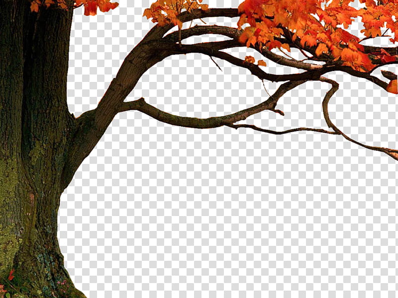 Trees, .s, orange tree illustration transparent background PNG clipart