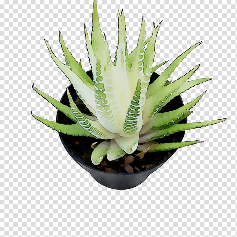 Aloe Vera Leaf, Agave Tequilana, Agave Nectar, Aloes, Plant, Flowerpot, Houseplant, Terrestrial Plant transparent background PNG clipart