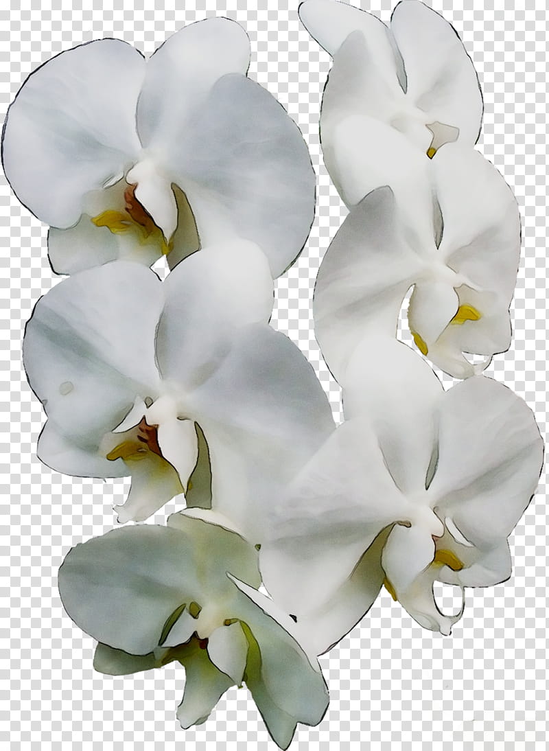Sweet Pea Flower, Moth Orchids, Cut Flowers, White, Petal, Plant, Artificial Flower, Phalaenopsis Sanderiana transparent background PNG clipart