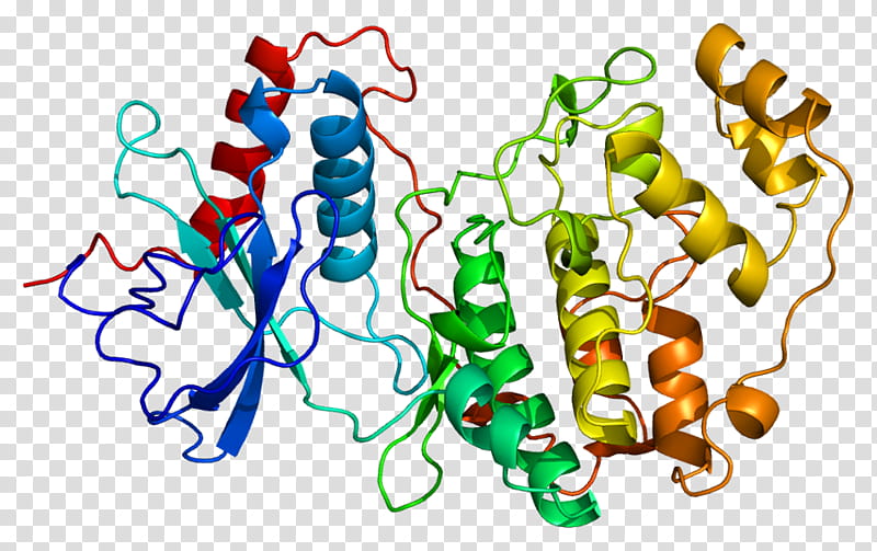 Mitogenactivated Protein Kinase Text, Extracellular Signalregulated Kinases, Mapk1, Mapkerk Pathway, Mitogenactivated Protein Kinase Kinase, Signal Transduction, Ribosomal S6 Kinase, P38 Mitogenactivated Protein Kinases transparent background PNG clipart