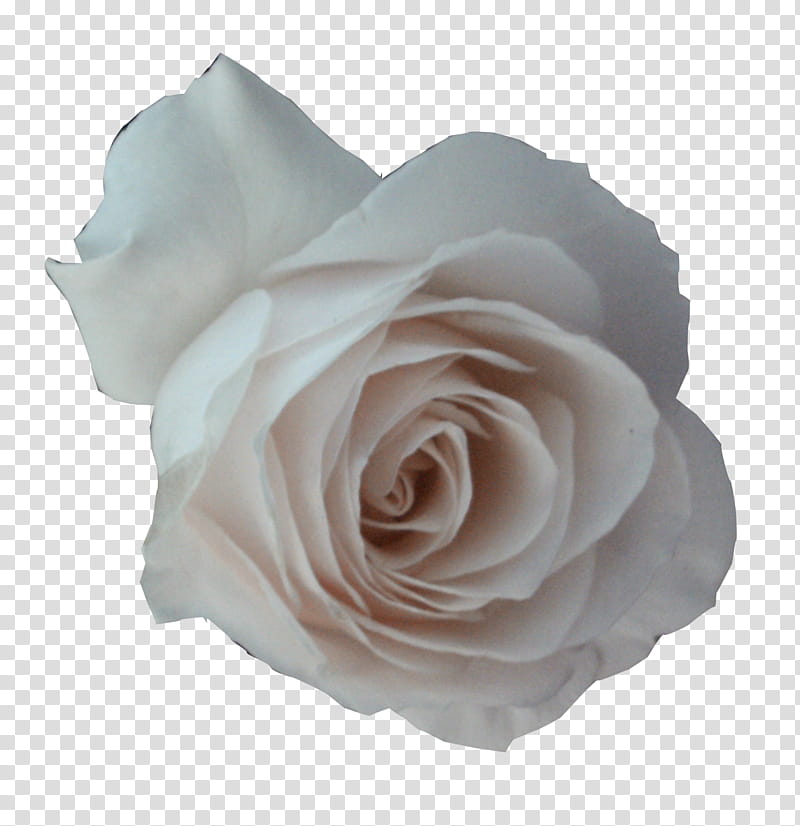 White Roses , white petaled flower transparent background PNG clipart