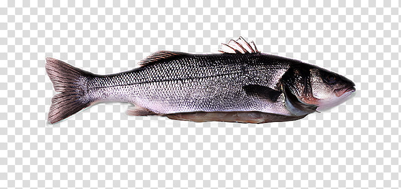 fish fish bass fish products oily fish, Forage Fish, Bonyfish, Herring, Rayfinned Fish transparent background PNG clipart