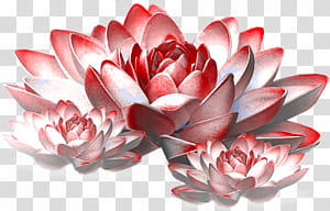 Red objects  , red lotus flower transparent background PNG clipart