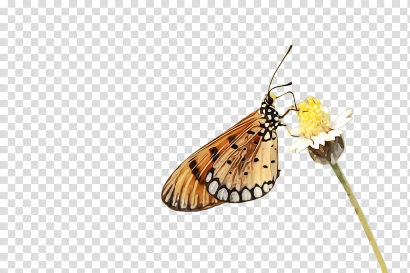 Monarch butterfly, Watercolor, Paint, Wet Ink, Moths And Butterflies, Cynthia Subgenus, Insect, Pollinator transparent background PNG clipart