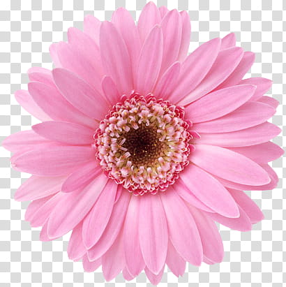 Flowers, pink Gerbera daisy flower transparent background PNG clipart