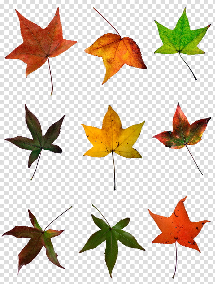 Red Maple Tree, Maple Leaf, Autumn, Color, Autumn Leaf Color, Yellow, Plant, Symmetry transparent background PNG clipart