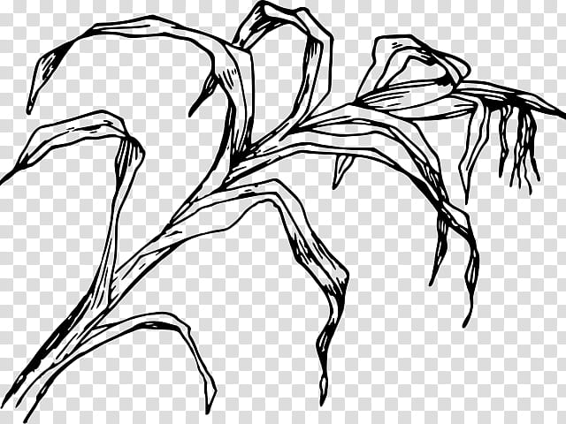 Black And White Flower, Drawing, Corn, Line Art, Black And White
, Cartoon, Field Corn, Visual Arts transparent background PNG clipart
