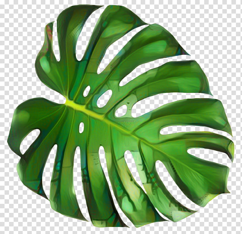 Flower Line Art, Advertising, Creativity, Leaf, Green, Monstera Deliciosa, Plant, Alismatales transparent background PNG clipart