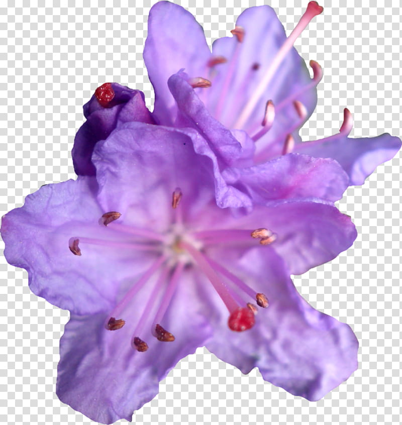 Purple aesthetic , purple rhododendron flower in bloom transparent background PNG clipart