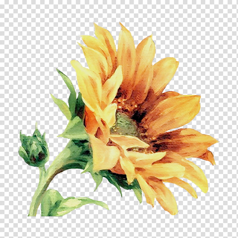Sunflower, Watercolor, Paint, Wet Ink, Flowering Plant, Yellow, Petal ...