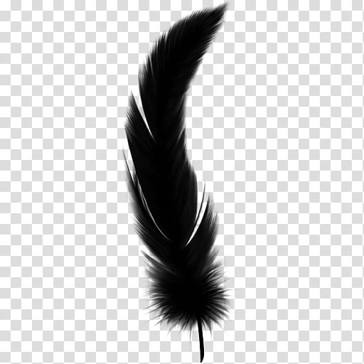 Eye, Feather, Quill, Wing, Tail, Pen, Eyelash, Fur transparent background PNG clipart