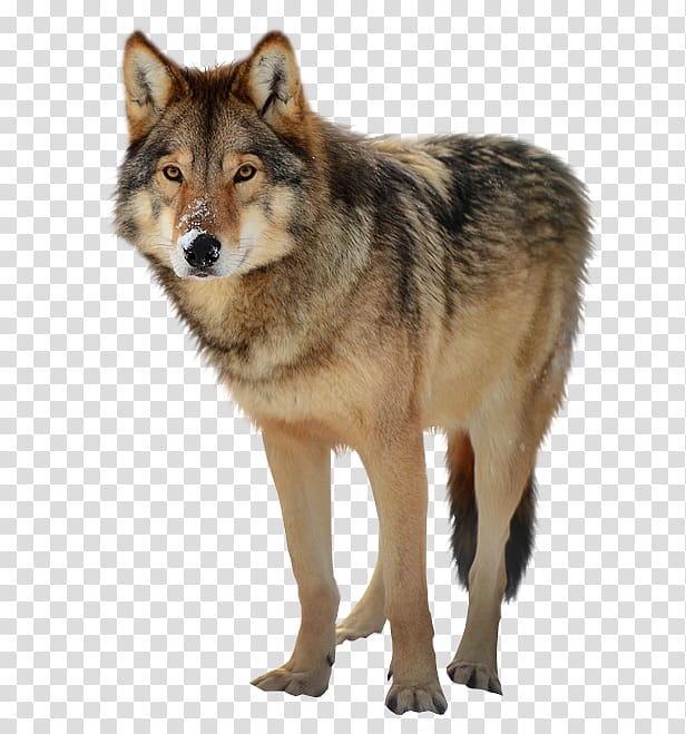 Timber wolf, short-coated black and brown dog transparent background PNG clipart