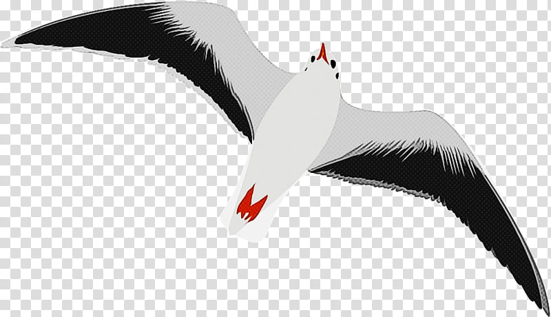 bird gull beak arctic tern seabird, Wing transparent background PNG clipart