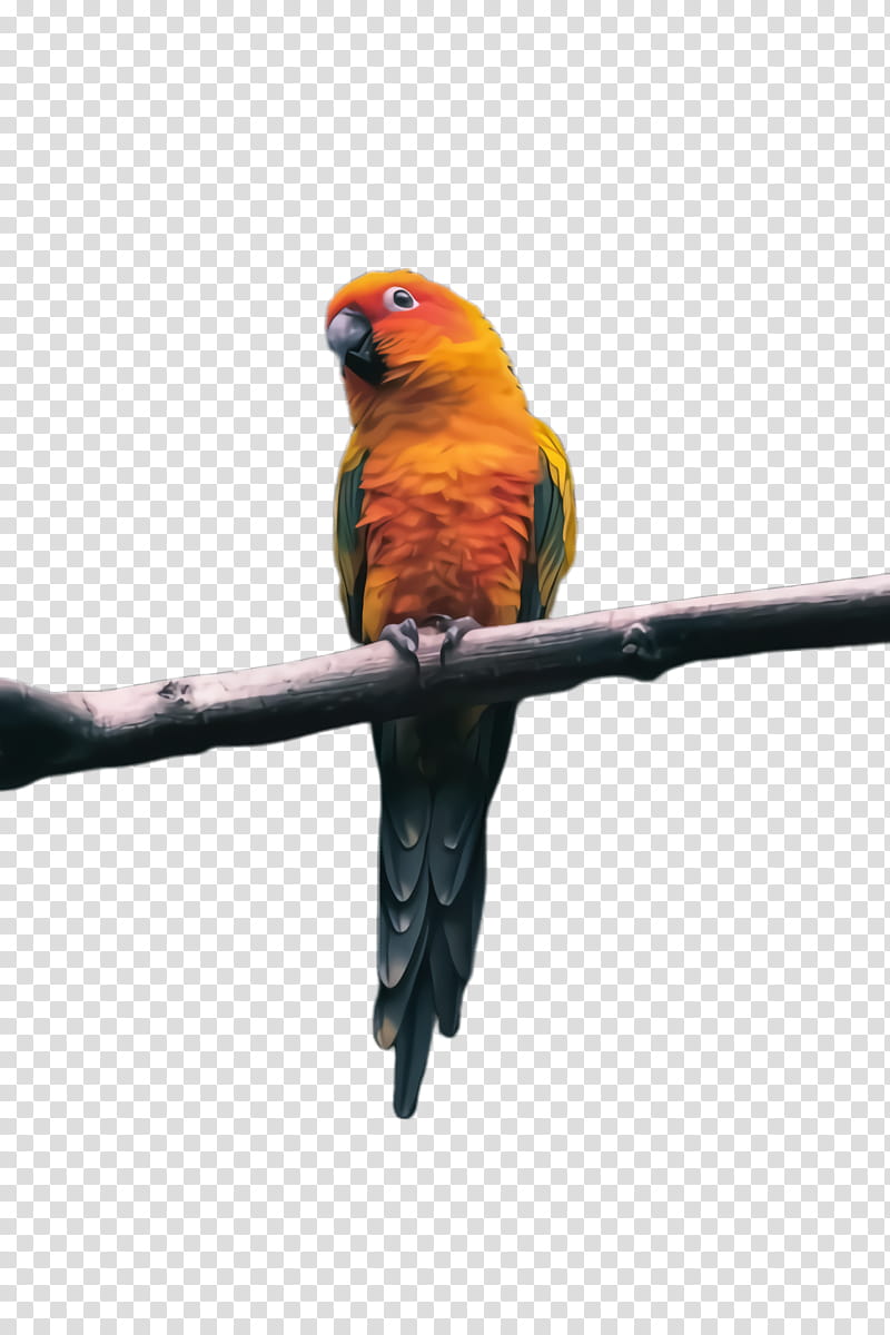 Colorful, Parrot, Bird, Exotic Bird, Tropical Bird, Lovebird, Macaw, Parakeet transparent background PNG clipart