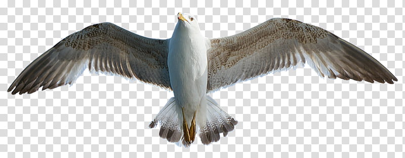 Bird Wing, Gulls, European Herring Gull, Laridae, Animal, Beak, Seabird, Animal Figure transparent background PNG clipart
