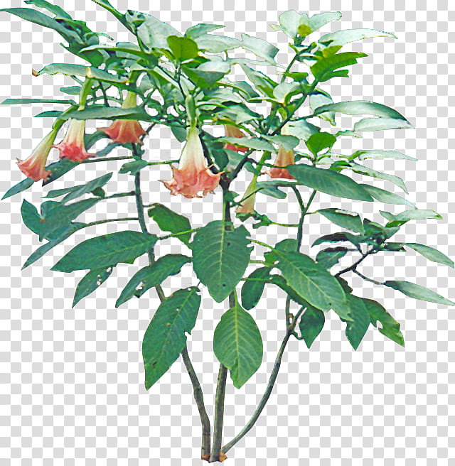 Datura Cut Out, green-leafed plant transparent background PNG clipart