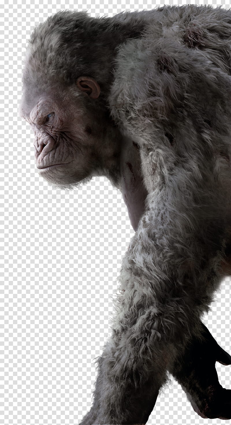 George , gorilla transparent background PNG clipart
