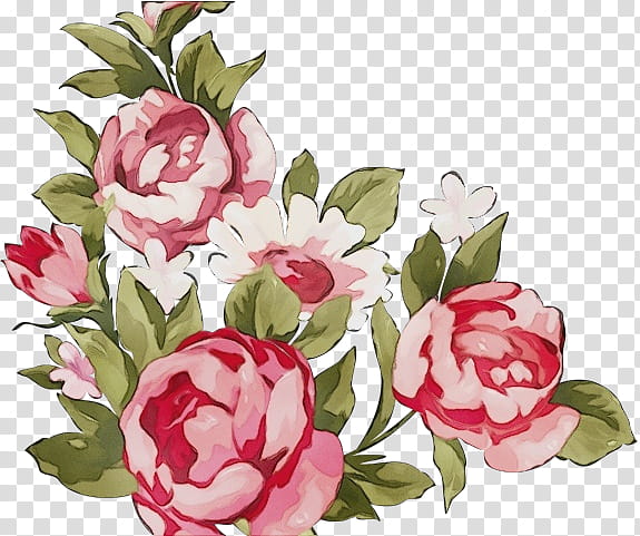 flower pink rosa × centifolia plant flowering plant, Watercolor, Paint, Wet Ink, Cut Flowers, Common Peony transparent background PNG clipart