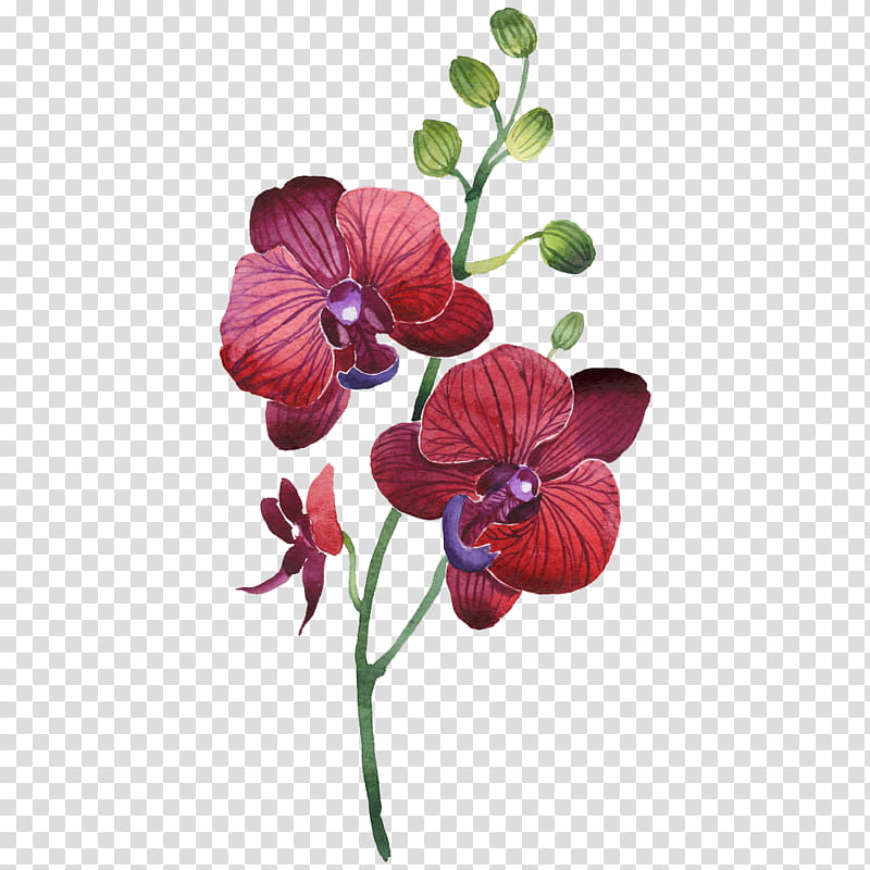 , red orchid transparent background PNG clipart