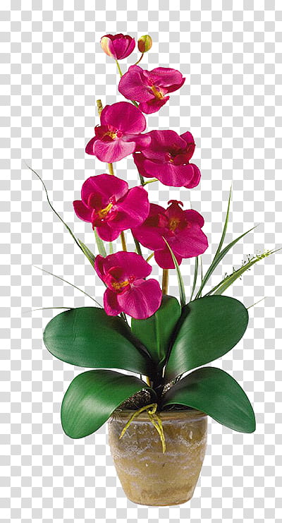 Flowers, Moth Orchids, Artificial Flower, Floristry, Nearly Natural Inc, Vase, Plant Stem, Boat Orchid transparent background PNG clipart