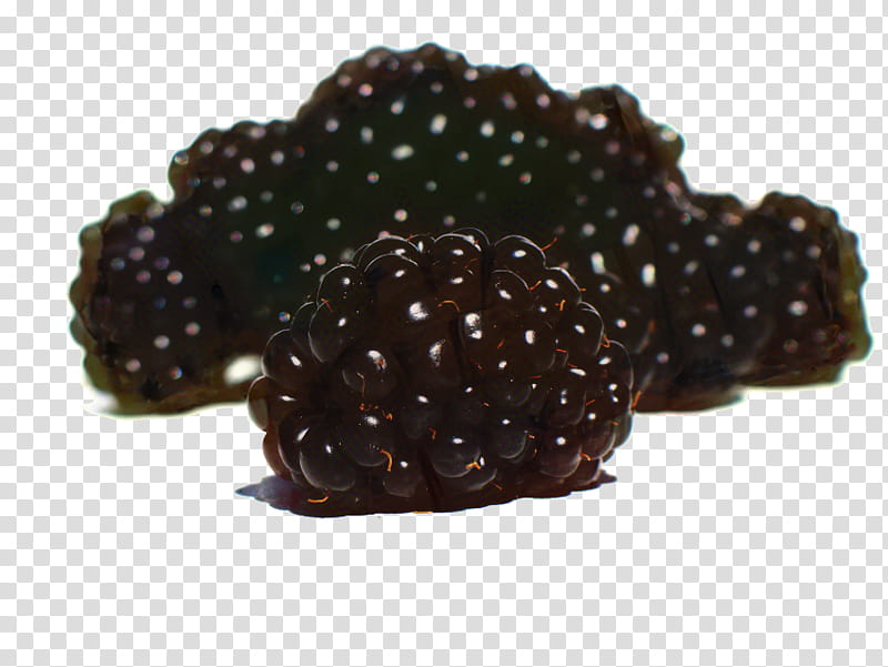 Fruit, Rubus, Blackberry, Shrub, Reproduction, Northern Hemisphere, Plant Stem, Boysenberry transparent background PNG clipart
