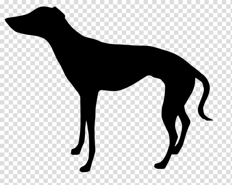 Dog Silhouette, Greyhound, Whippet, Italian Greyhound, Sighthound, Hortaya Borzaya, Polish Greyhound, Mudhol Hound transparent background PNG clipart