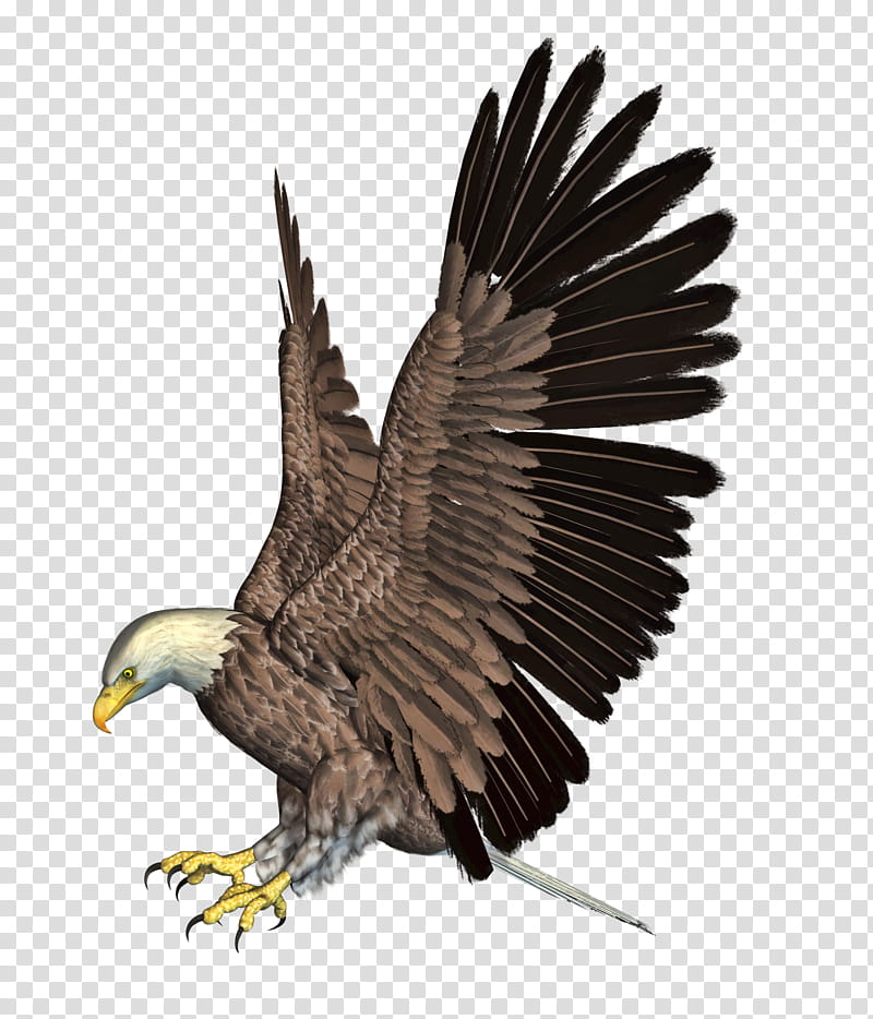 Eagle , black and brown eagle transparent background PNG clipart