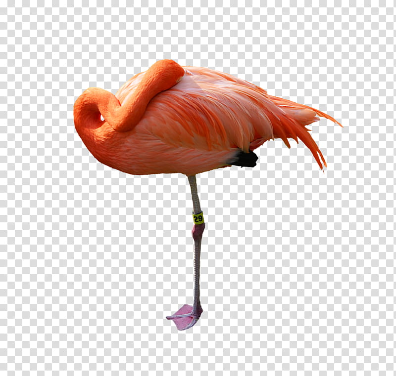 Sleeping Pink Flamingo , pink flamingo transparent background PNG clipart