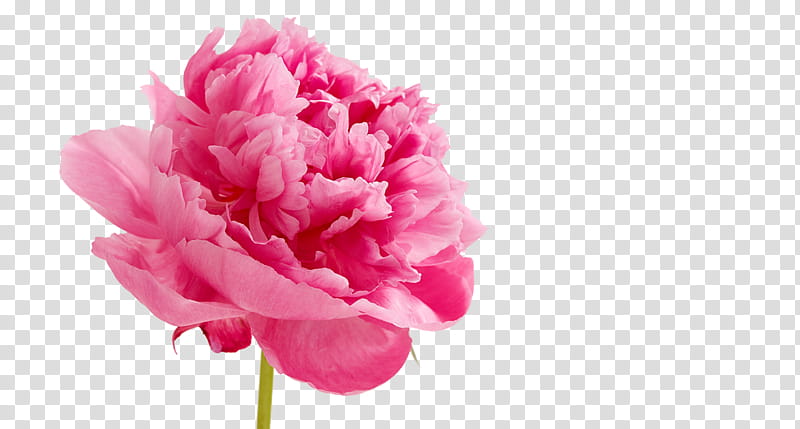 pink carnation flower transparent background PNG clipart