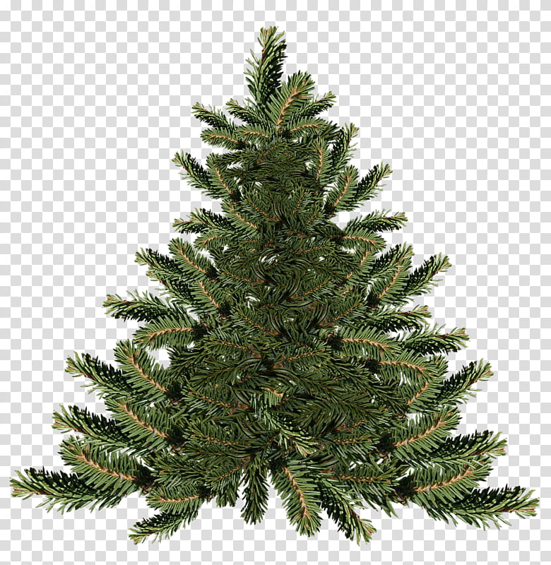 Christmas Lights, Fraser Fir, Tree, Christmas Tree, Spruce, Christmas Day, Scots Pine, Christmas Lights Etc transparent background PNG clipart