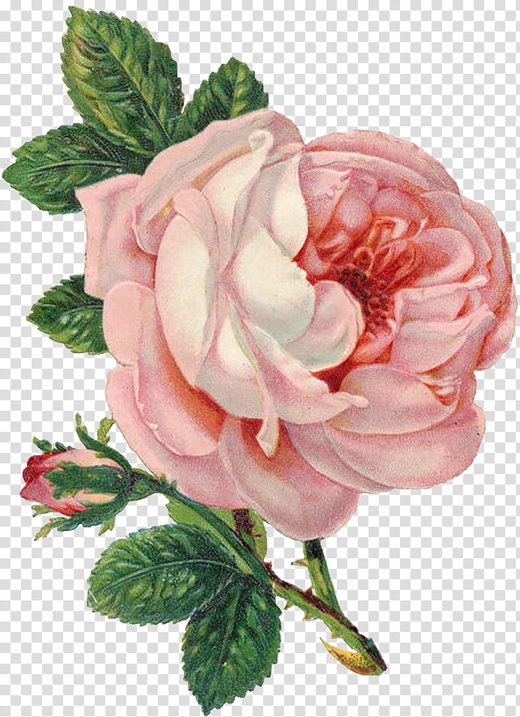 Floral Flower, Rose, Pink, Garden Roses, Shabby Chic, Sticker, Floral Design, Zazzle transparent background PNG clipart